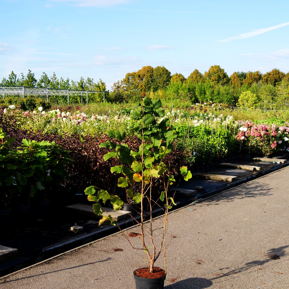 Haselnuss 'Hallesche Riesennuß' (Corylus av.)