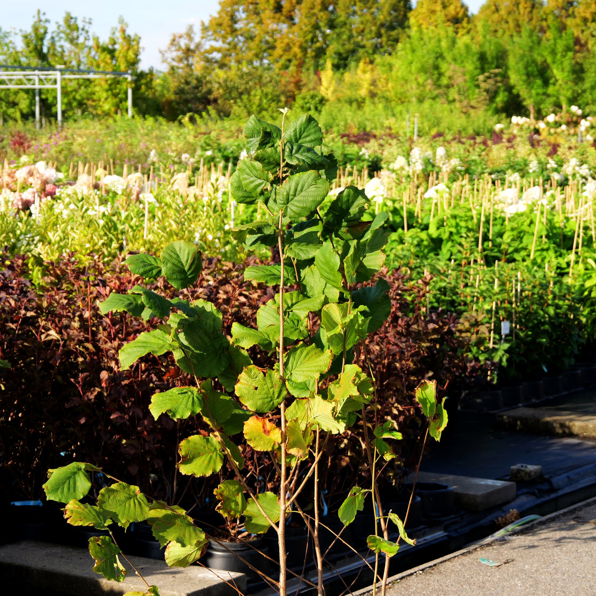 Haselnuss 'Hallesche Riesennuß' (Corylus av.)