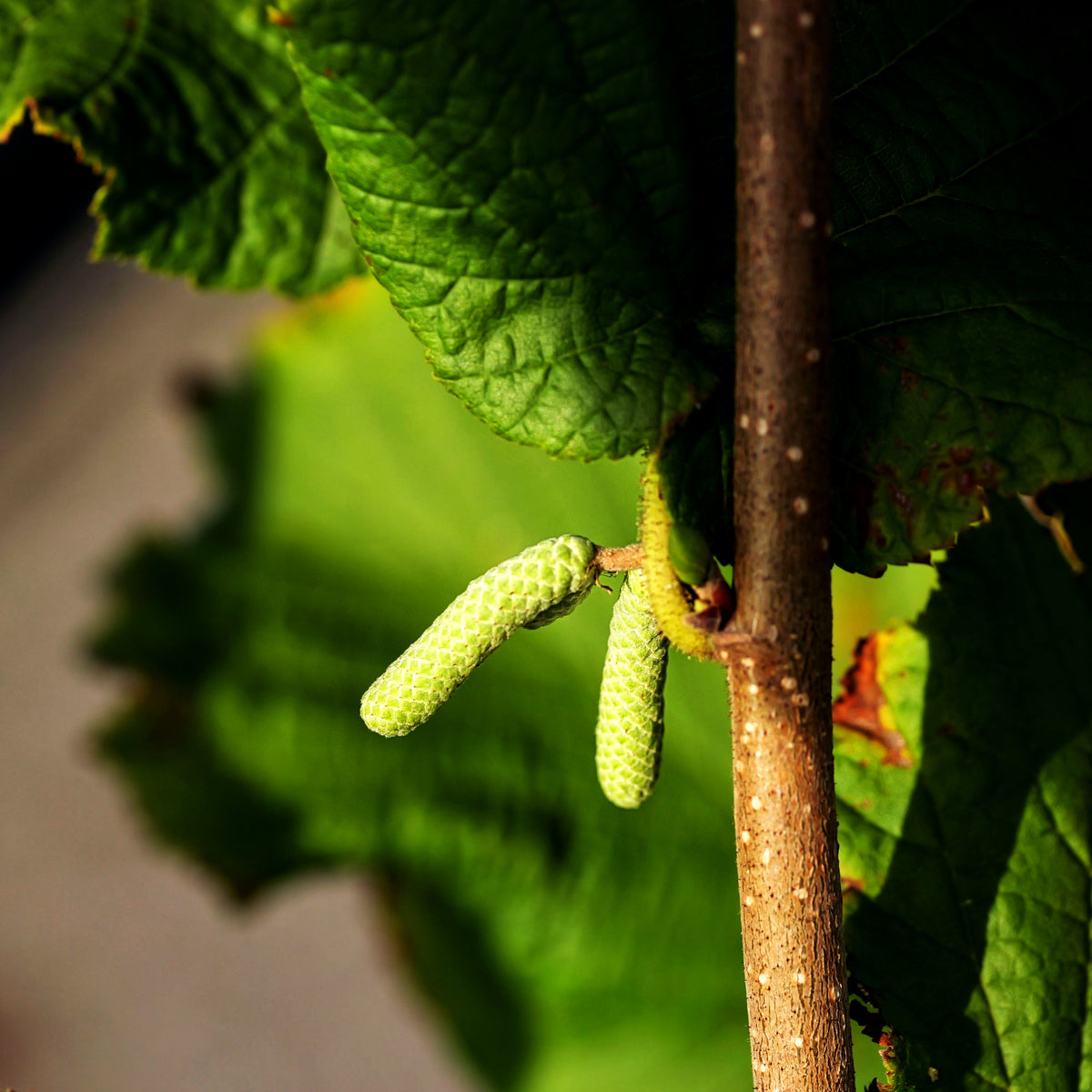 Haselnuss 'Hallesche Riesennuß' (Corylus av.)