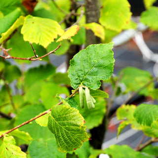 Haselnuss 'Webbs Preisnuß' (Corylus av.)