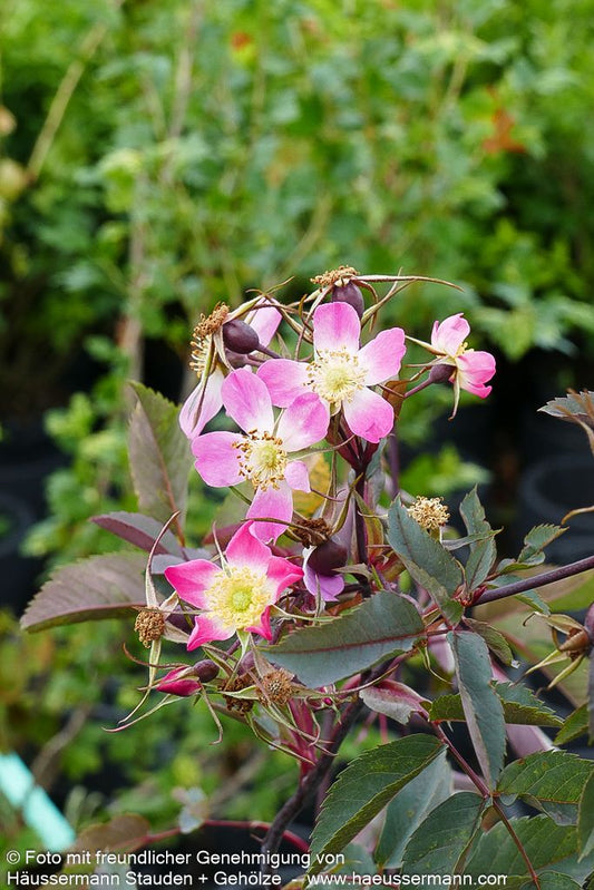 Hechtrose (Rosa glauca)