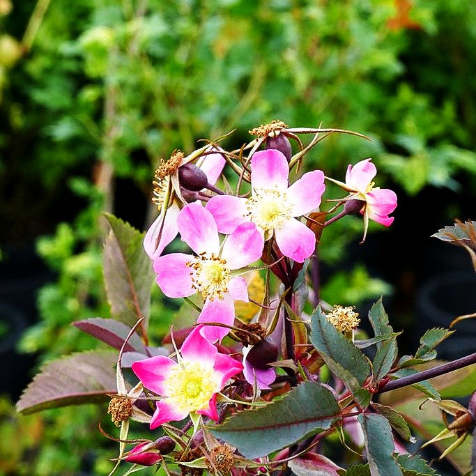 Hechtrose (Rosa glauca)