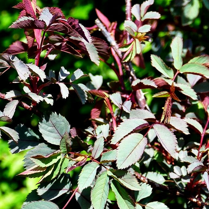 Hechtrose (Rosa glauca)