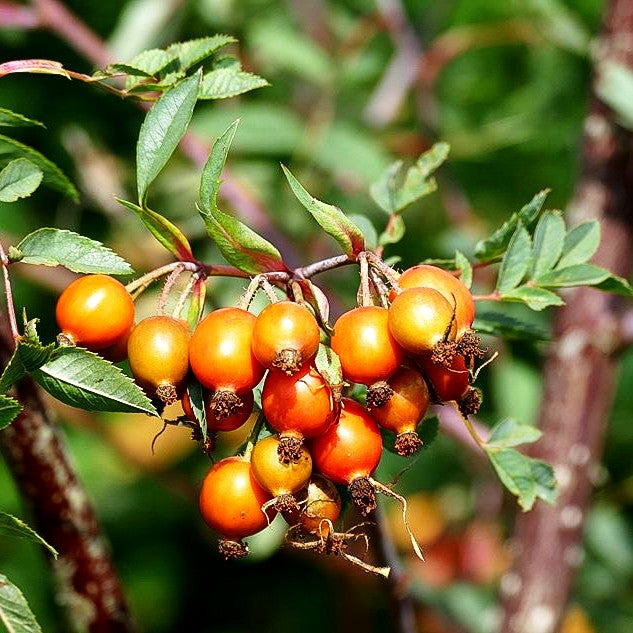 Hechtrose (Rosa glauca)