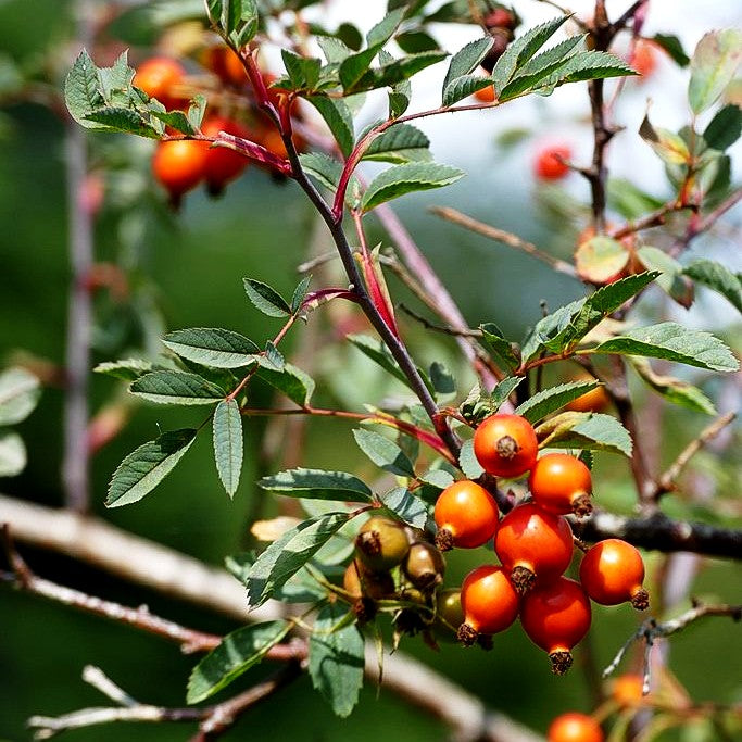 Hechtrose (Rosa glauca)