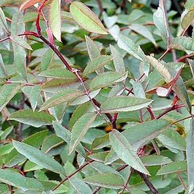 Hechtrose (Rosa glauca)