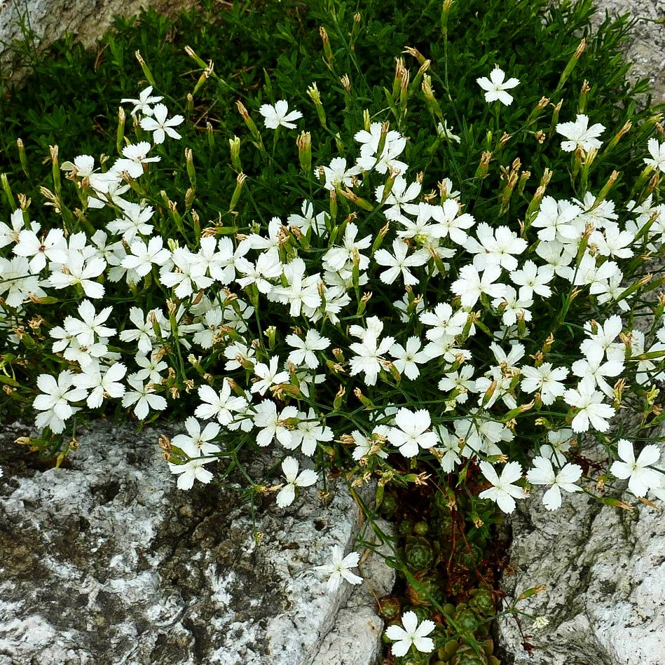 Heide-Nelke 'Albus' (Dianthus deltoides)