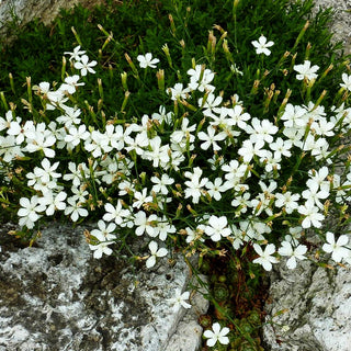 Heide-Nelke 'Albus' (Dianthus deltoides)