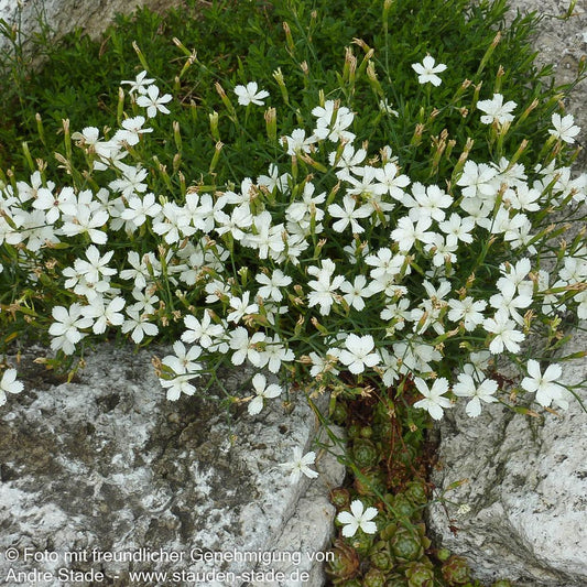 Heide-Nelke 'Albus' (Dianthus deltoides)