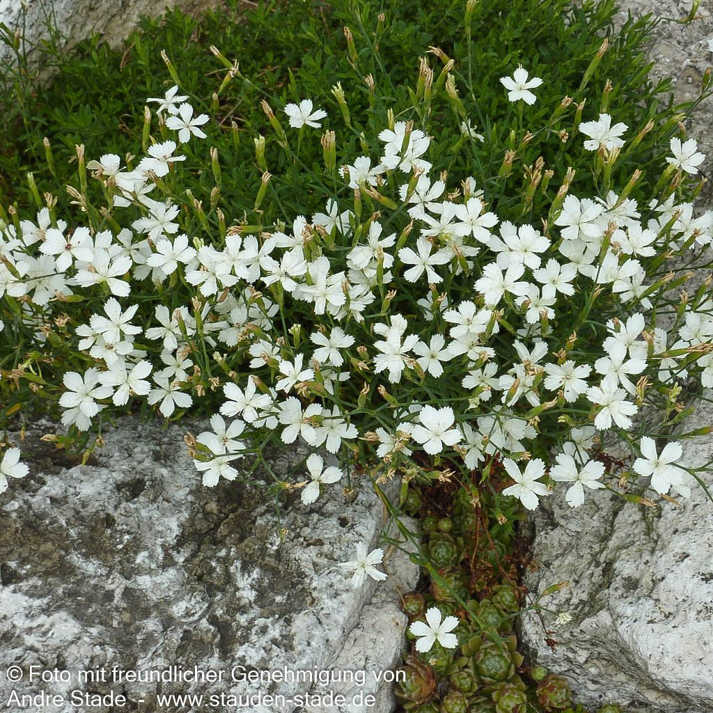 Heide-Nelke 'Albus' (Dianthus deltoides)