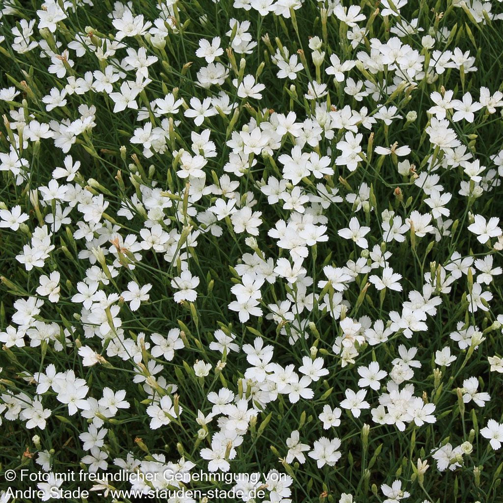 Heide-Nelke 'Albus' (Dianthus deltoides)