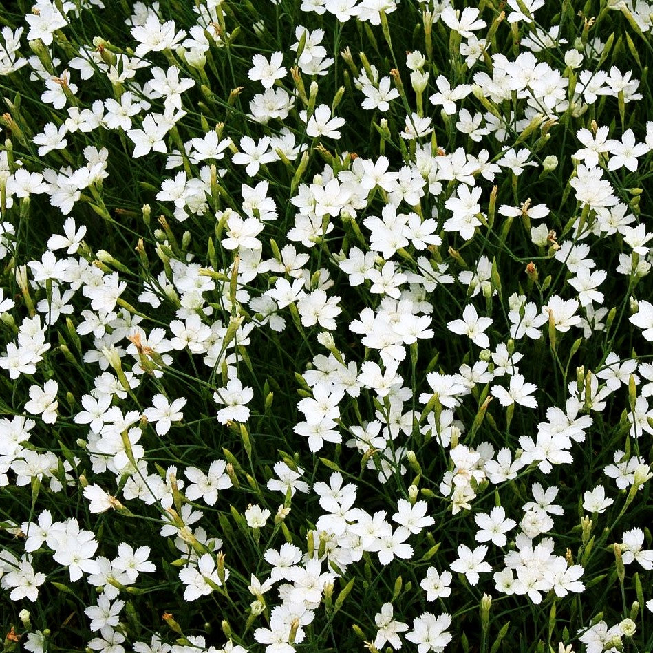 Heide-Nelke 'Albus' (Dianthus deltoides)
