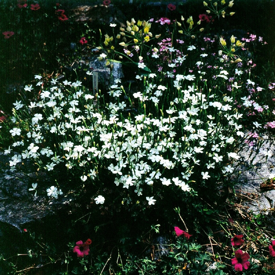 Heide-Nelke 'Albus' (Dianthus deltoides)