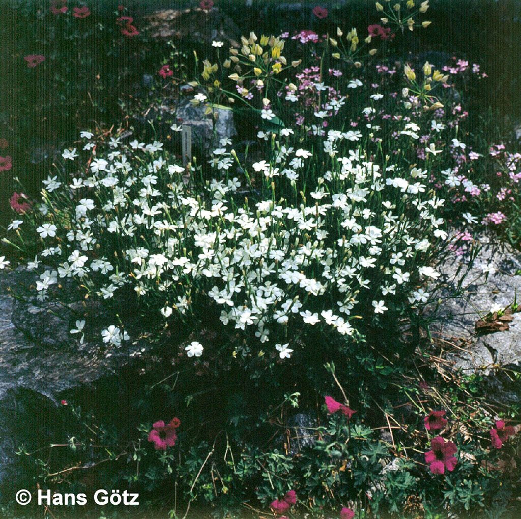 Heide-Nelke 'Albus' (Dianthus deltoides)