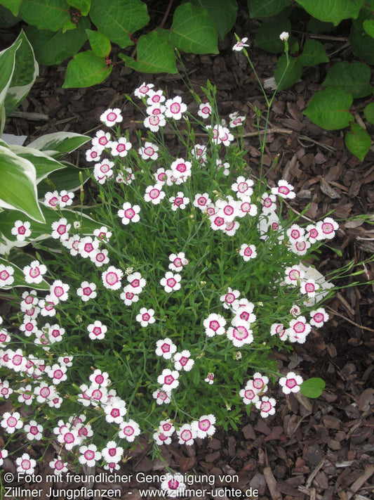 Heide-Nelke 'Arctic Fire' (Dianthus deltoides)