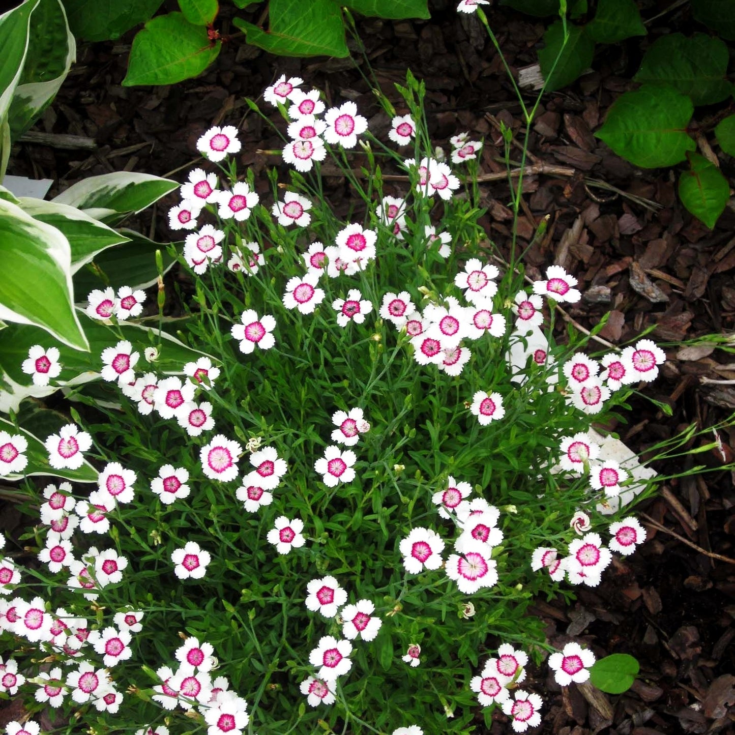 Heide-Nelke 'Arctic Fire' (Dianthus deltoides)
