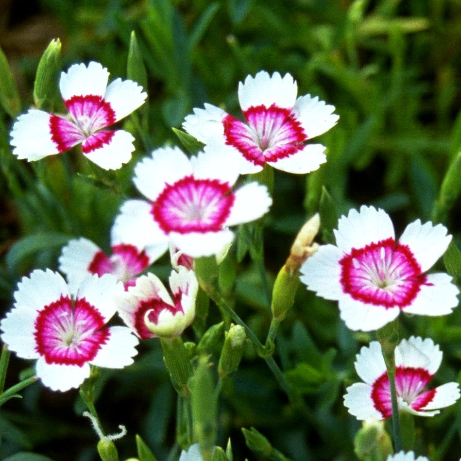 Heide Nelke Arctic Fire Dianthus Deltoides Kaufen Pflanzenmax de Heide Nelke Arctic Fire Dianthus Deltoides Kaufen Pflanzenmax de