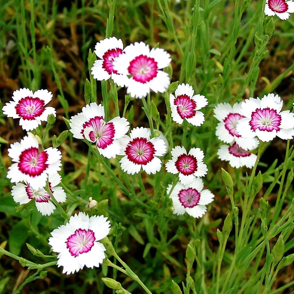 Heide-Nelke 'Arctic Fire' (Dianthus deltoides)