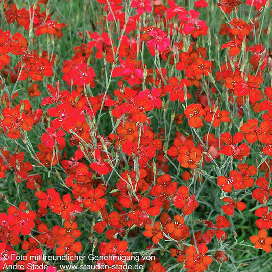 Heide-Nelke 'Leuchtfunk' (Dianthus deltoides)
