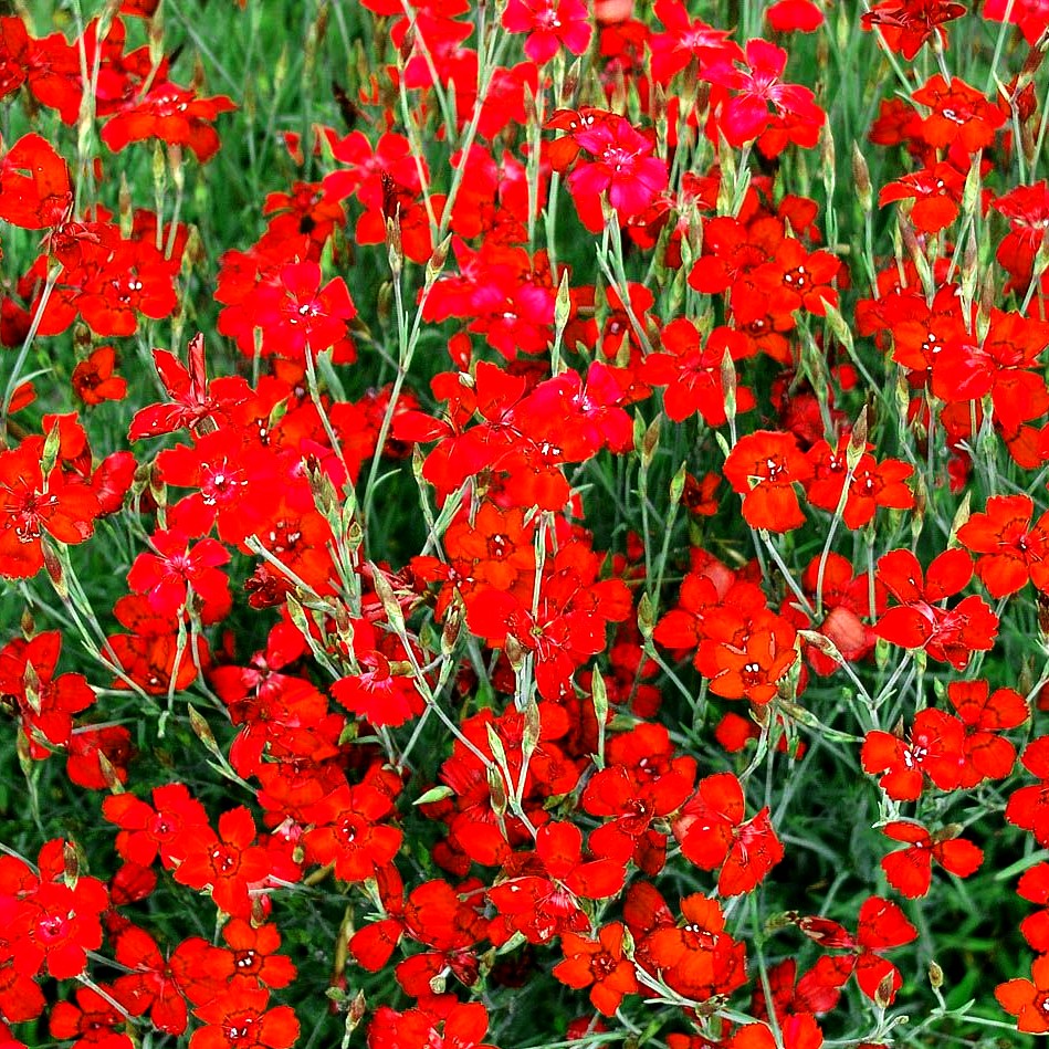 Heide-Nelke 'Leuchtfunk' (Dianthus deltoides)