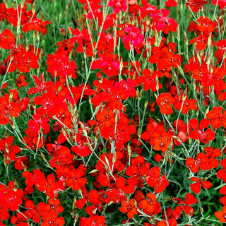 Heide-Nelke 'Leuchtfunk' (Dianthus deltoides)