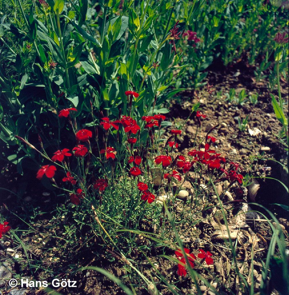Heide-Nelke 'Leuchtfunk' (Dianthus deltoides)