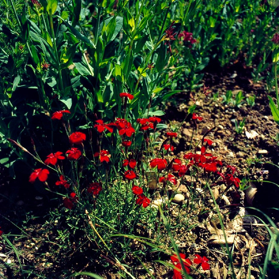 Heide-Nelke 'Leuchtfunk' (Dianthus deltoides)
