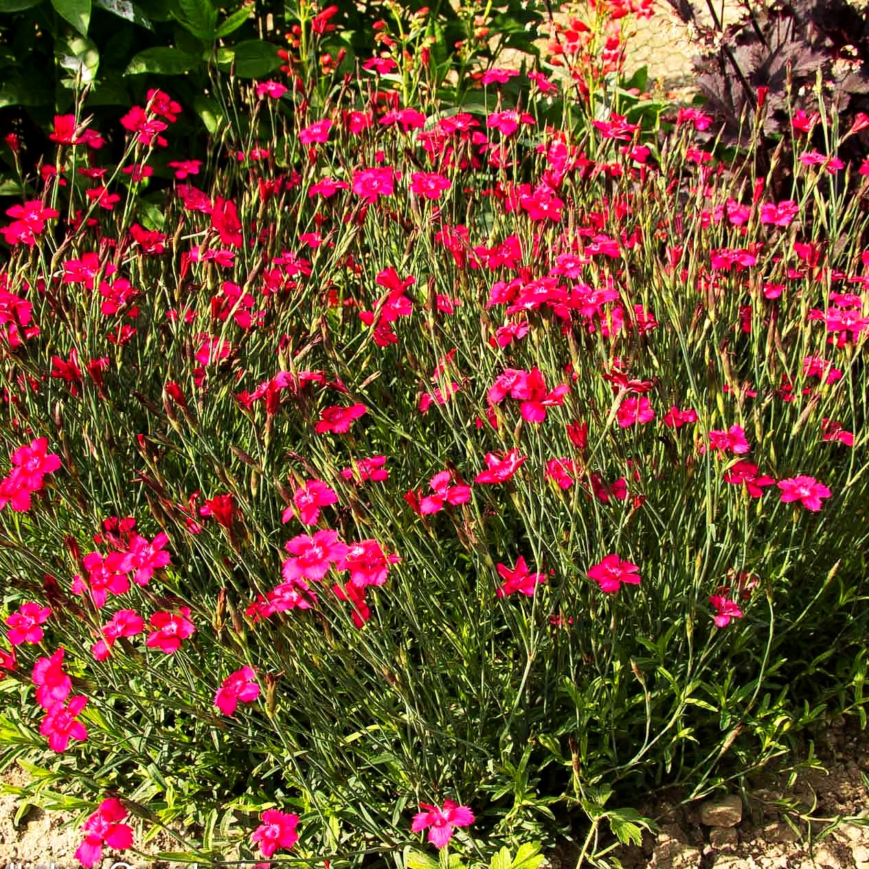 Heide-Nelke 'Leuchtfunk' (Dianthus deltoides)