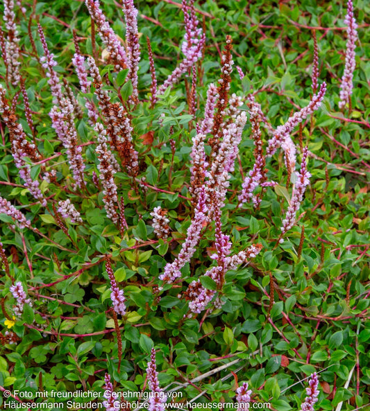Heidelbeerblättriger Wiesenknöterich (Persicaria vacciniifolia)