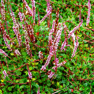 Heidelbeerblättriger Wiesenknöterich (Persicaria vacciniifolia)