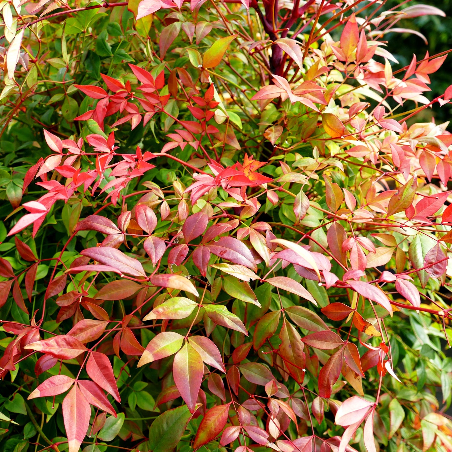 Heiliger Bambus 'Gulf Stream' (Nandina domestica)