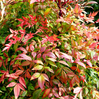 Heiliger Bambus 'Gulf Stream' (Nandina domestica)