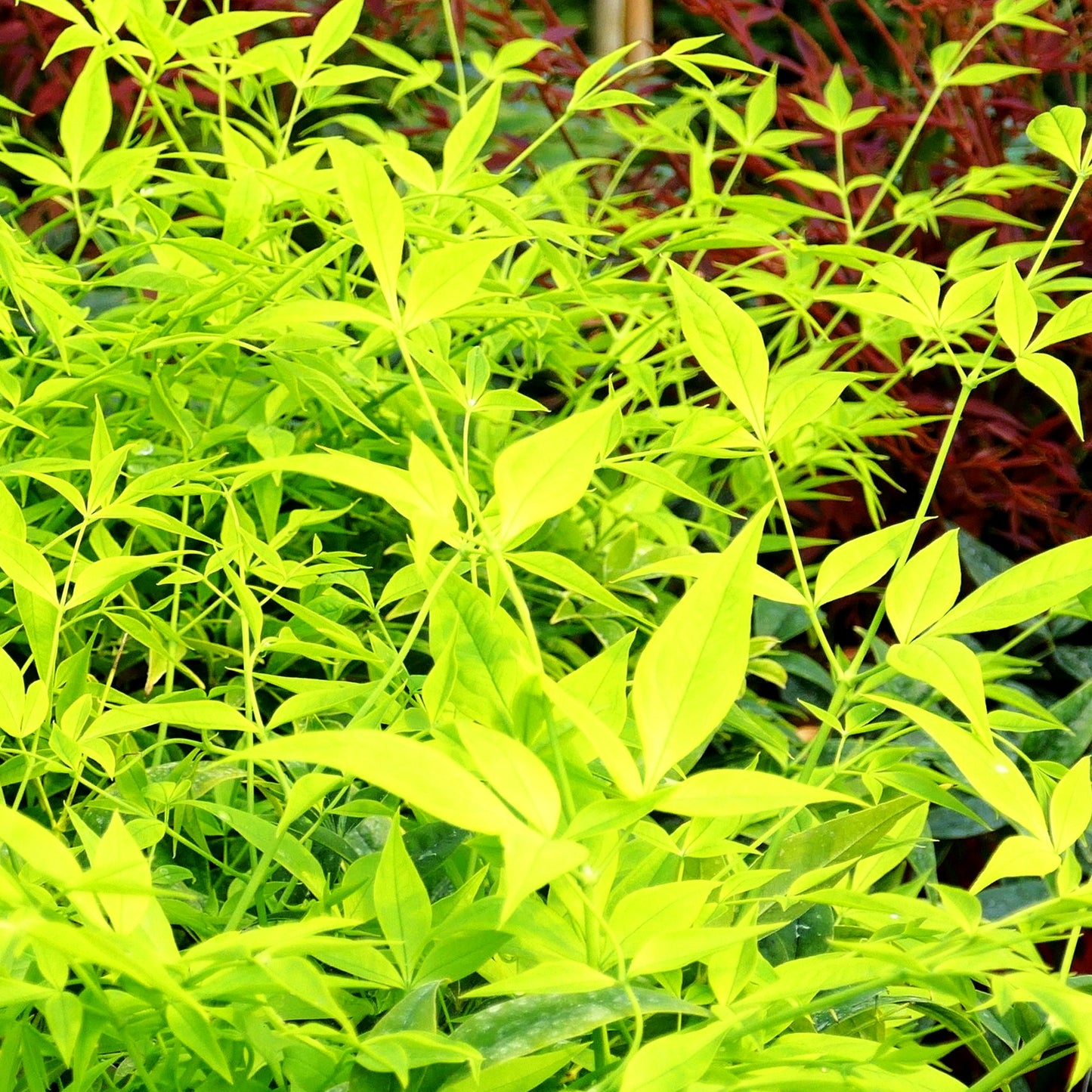 Heiliger Bambus 'Lemon Lime' (Nandina domestica)
