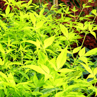Heiliger Bambus 'Lemon Lime' (Nandina domestica)