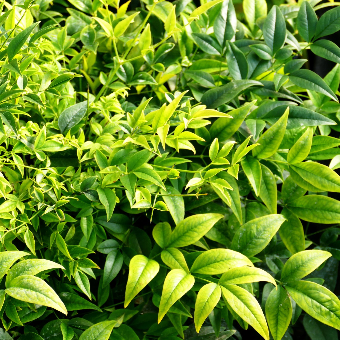 Heiliger Bambus 'Lemon Lime' (Nandina domestica)