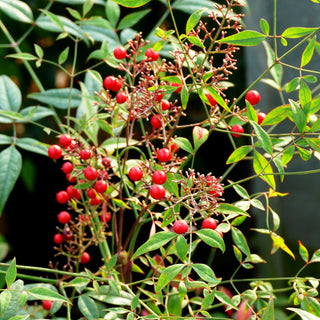 Heiliger Bambus, Nandine (Nandina domestica)
