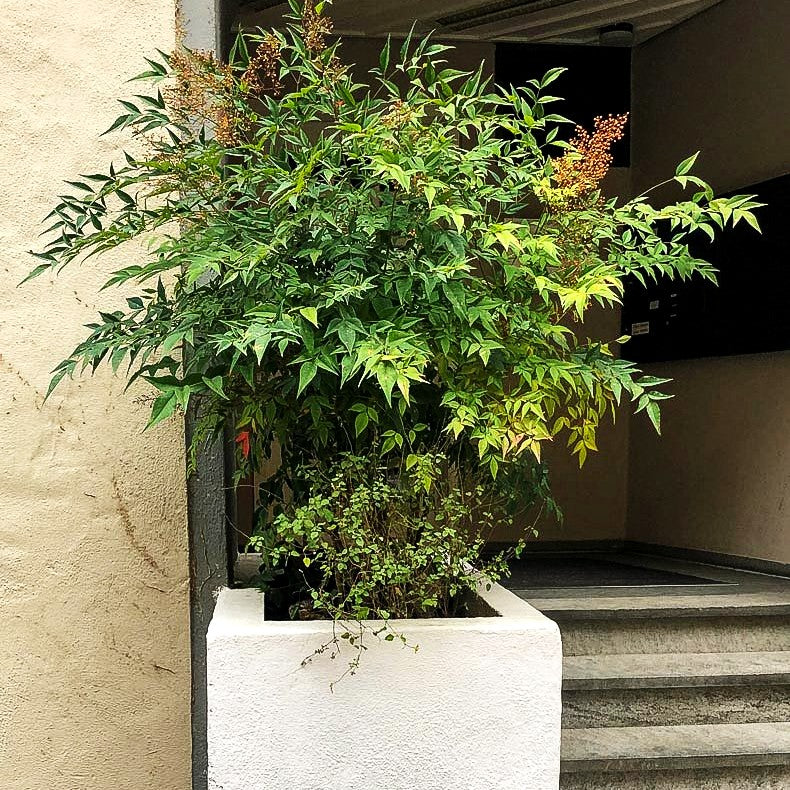 Heiliger Bambus, Nandine (Nandina domestica)