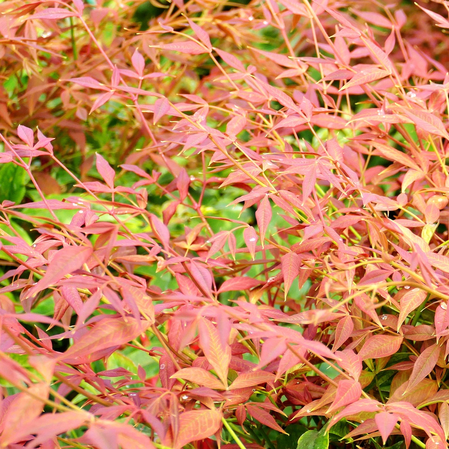 Heiliger Bambus, Nandine 'Obsessed' (Nandina domestica)