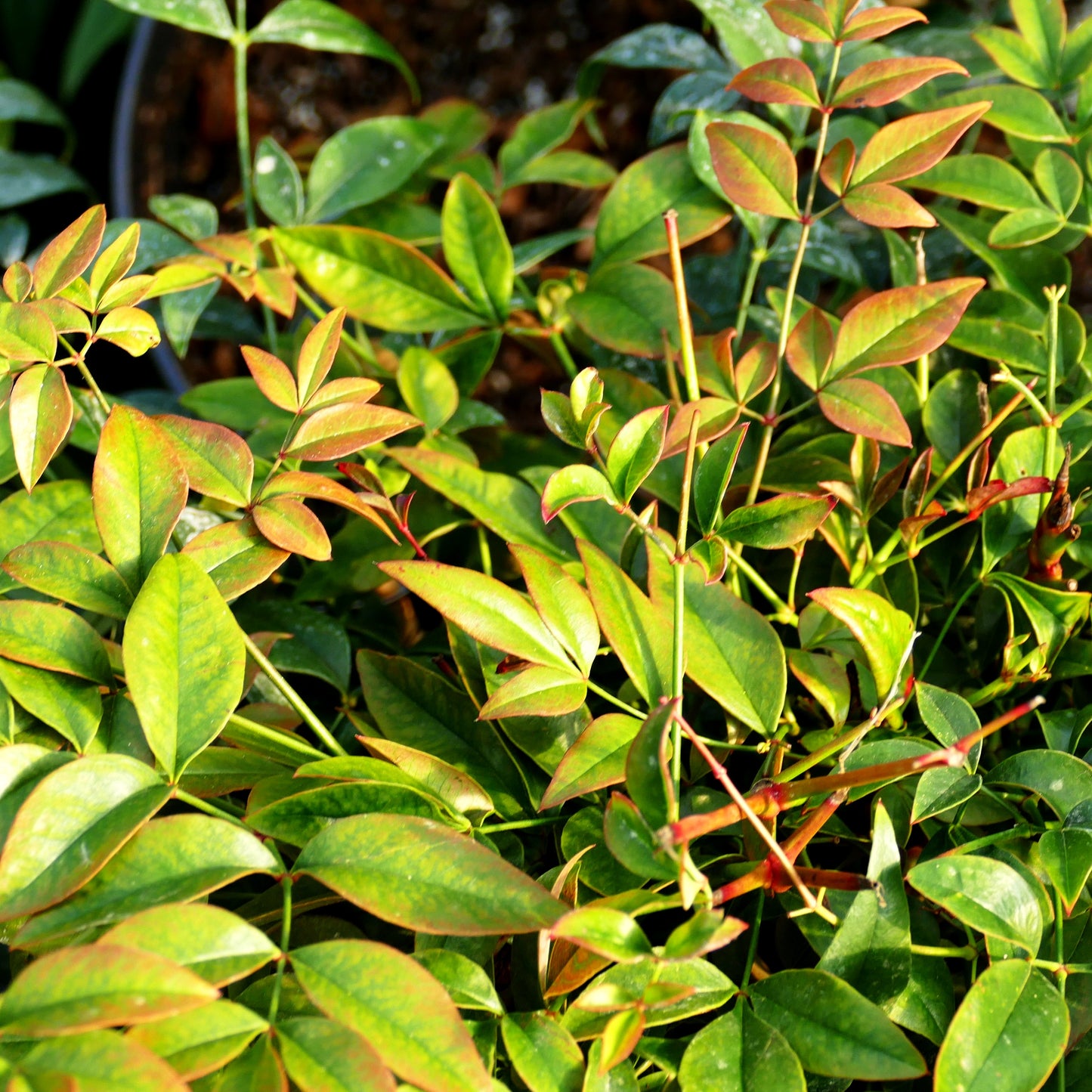 Heiliger Bambus, Nandine 'Obsessed' (Nandina domestica)