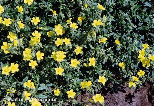 Heimisches Sonnenröschen (Helianthemum nummularium)