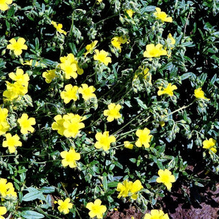 Heimisches Sonnenröschen (Helianthemum nummularium)