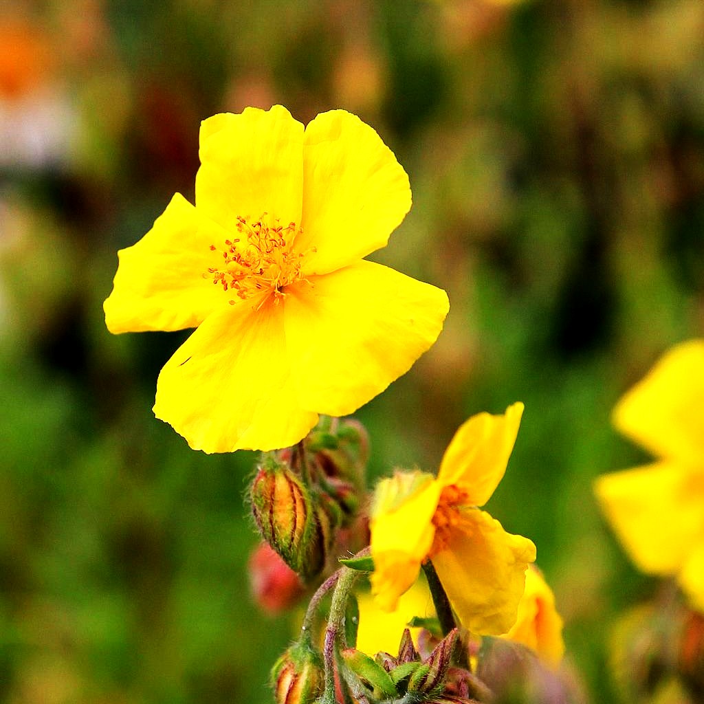 Heimisches Sonnenröschen (Helianthemum nummularium)
