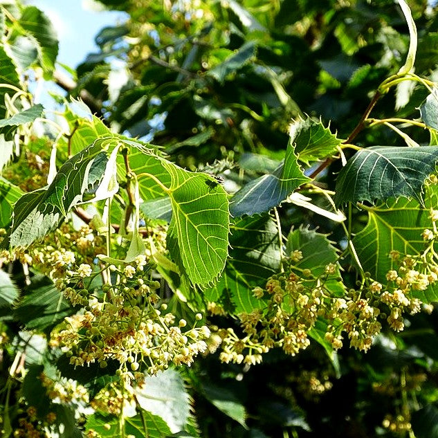 Henry's Linde, Chinesische Linde (Tilia henryana)