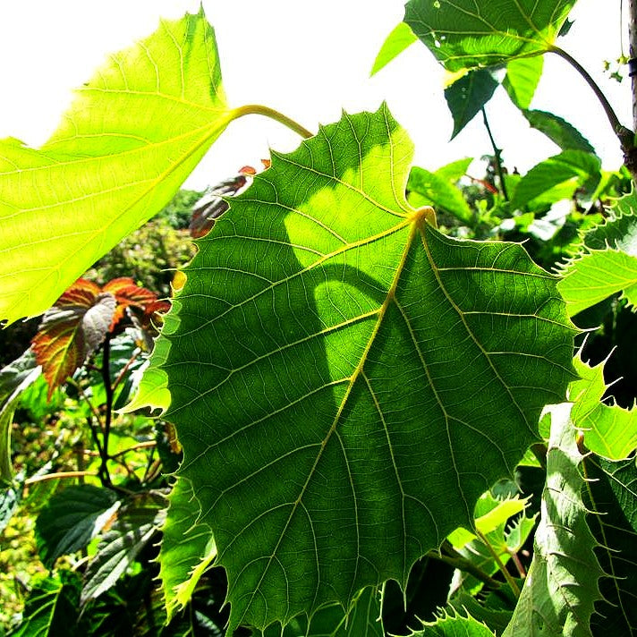 Henry's Linde, Chinesische Linde (Tilia henryana)