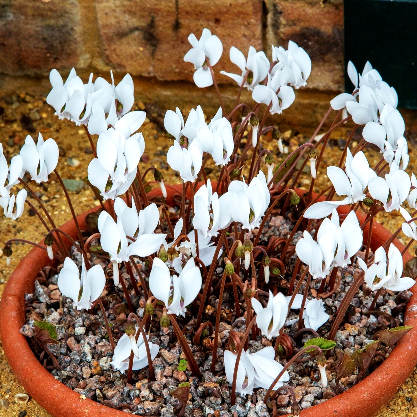 Herbst-Alpenveilchen 'Album' (Cyclamen hederifolium)