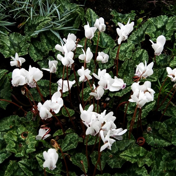 Herbst-Alpenveilchen 'Album' (Cyclamen hederifolium)