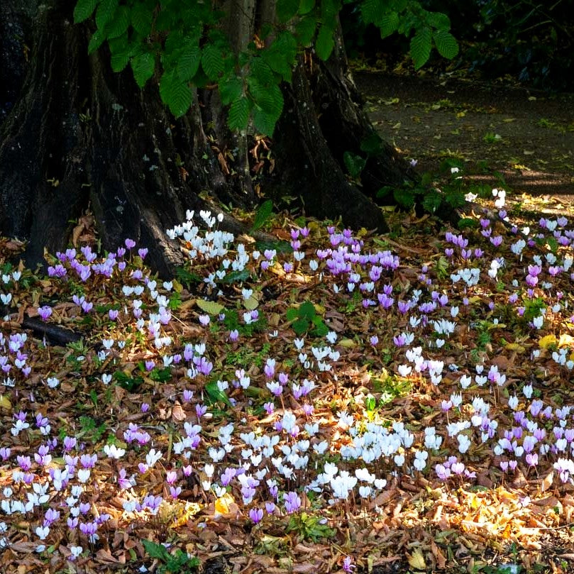 Herbst-Alpenveilchen (Cyclamen hederifolium, rosa)