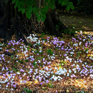Herbst-Alpenveilchen (Cyclamen hederifolium, rosa)