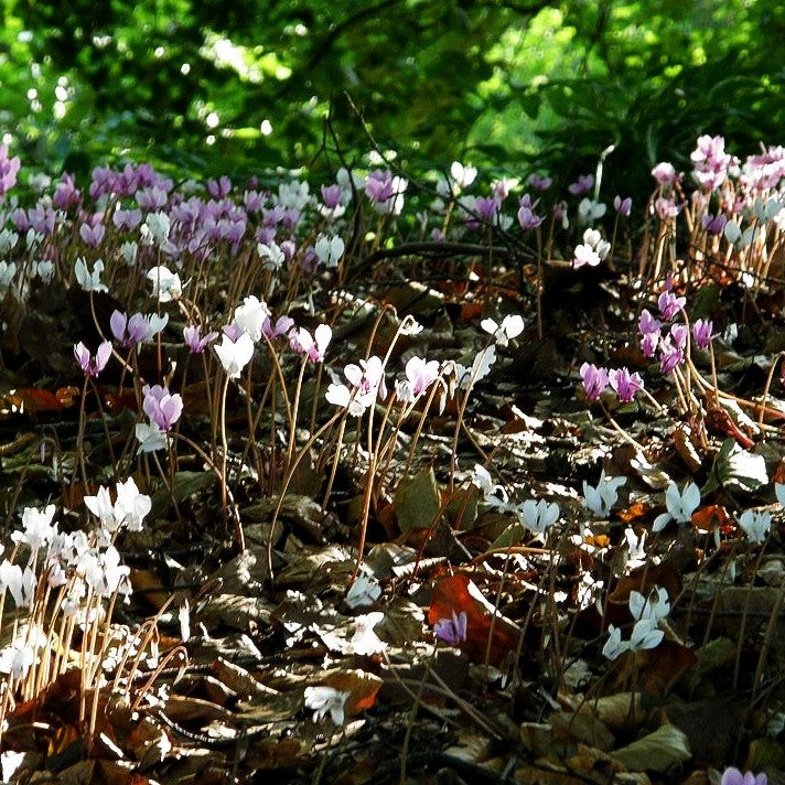 Herbst-Alpenveilchen (Cyclamen hederifolium, rosa)
