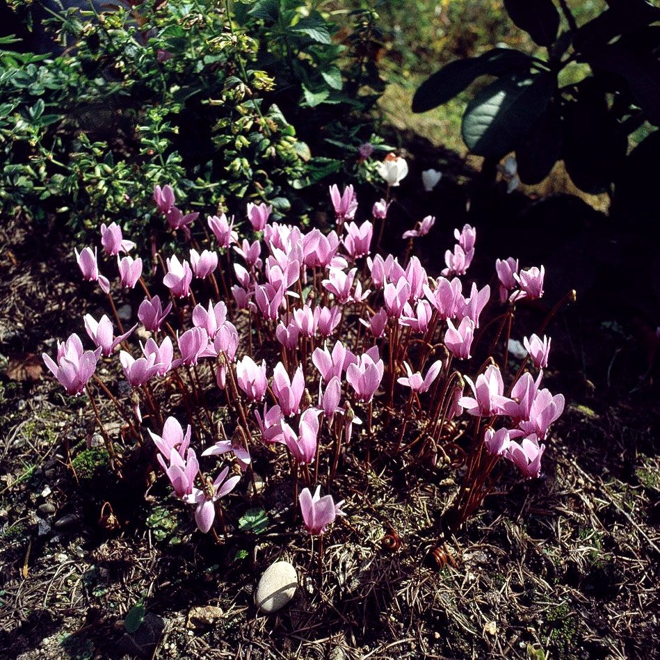 Herbst-Alpenveilchen (Cyclamen hederifolium, rosa)